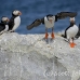 puffin_atlantic_msi_h_2014_can1131.jpg